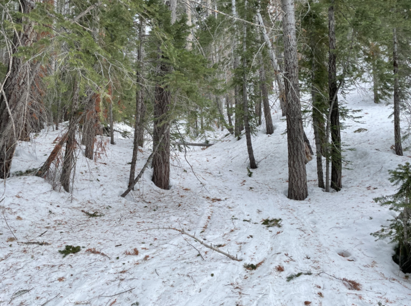 Debris from recent wind event and evidence of past shedding snow from trees