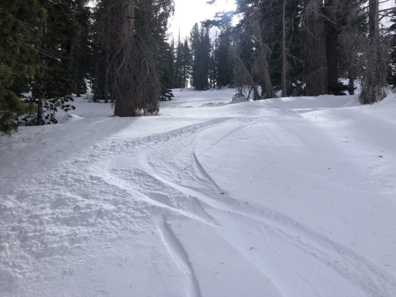 Surface faceting in sheltered n facing trees, 8600ft