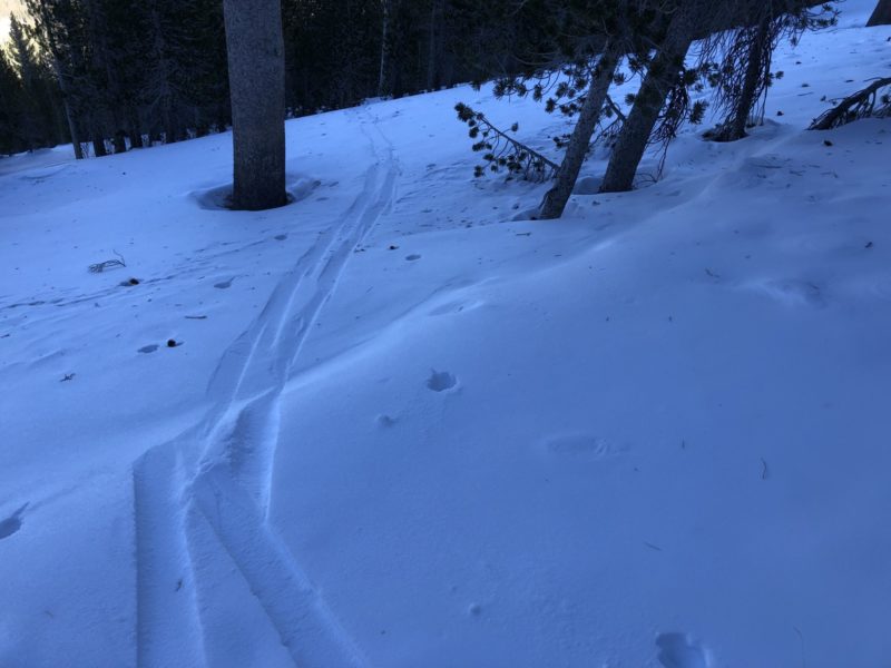 Snow surfaces faceting, 5-15cm ski penetration in n-facing sheltered trees