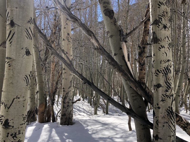 Cool Bear or Mountain Lion scarred Aspen trees along Tinemaha creek