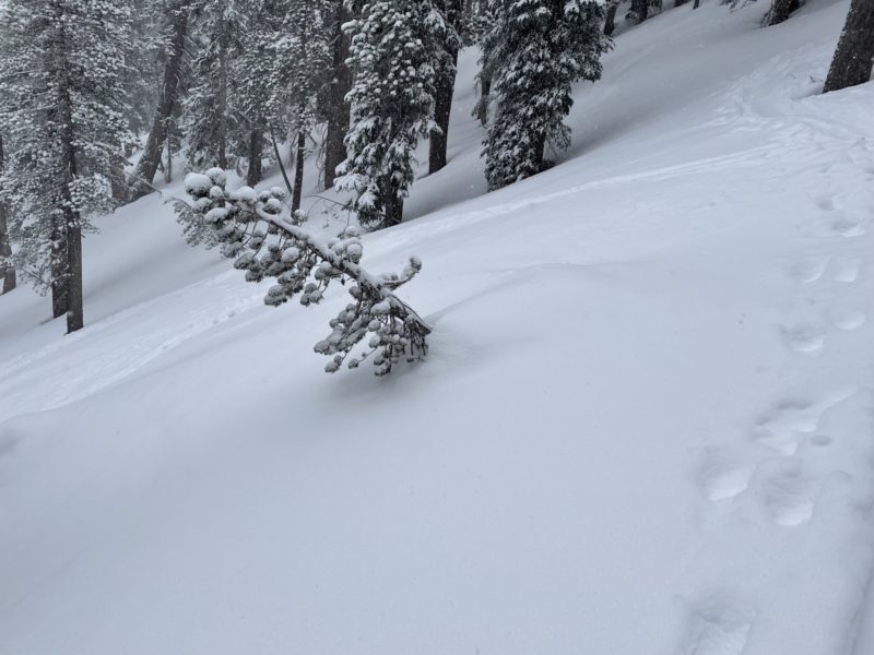 Snow build up on the southern side of trees (indicating winds from the north)