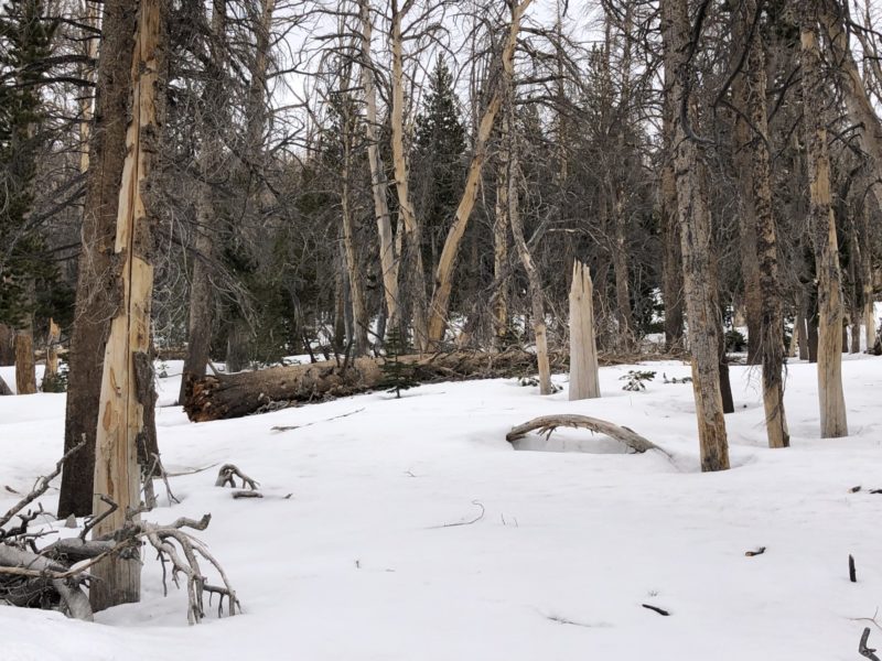 Whitebark pine Graveyard outside of June Mtns boundary getting more difficult to navigate