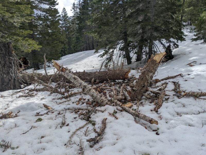 Lots of recent broken snags, branches and tree debree in the forest on punta bardini