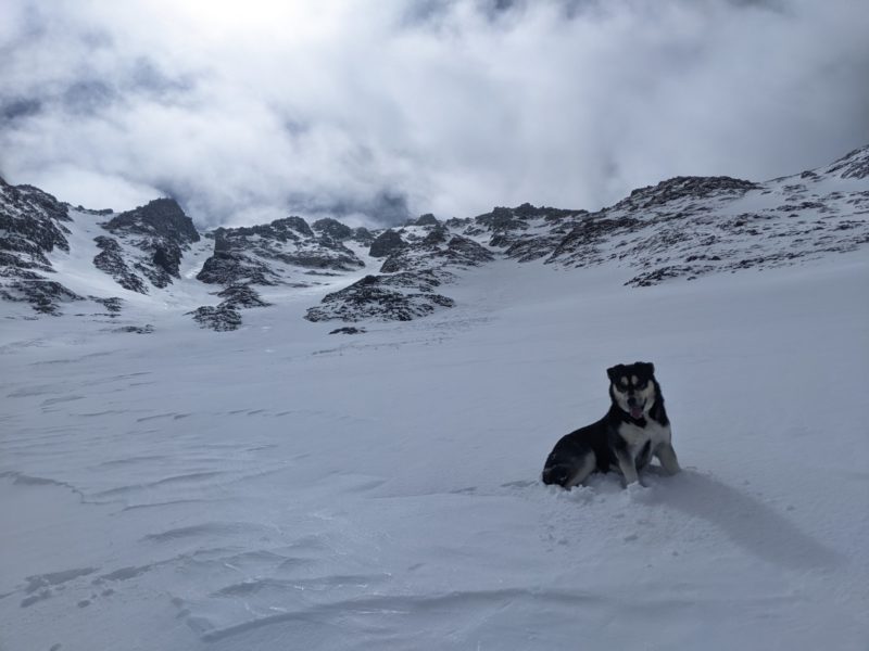 Scout enjoying the new snow on Esha peak