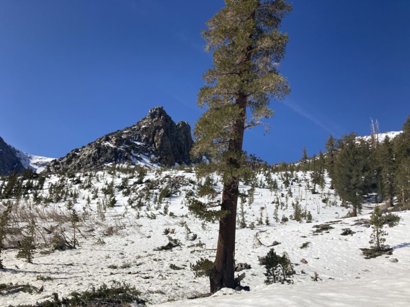 Tree damage and scattered debris from old, large avalanche (December cycle?).