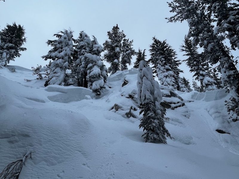 Crown of a  large persistent slab avalanche Below Treeline in the Mammoth Lakes Basin
