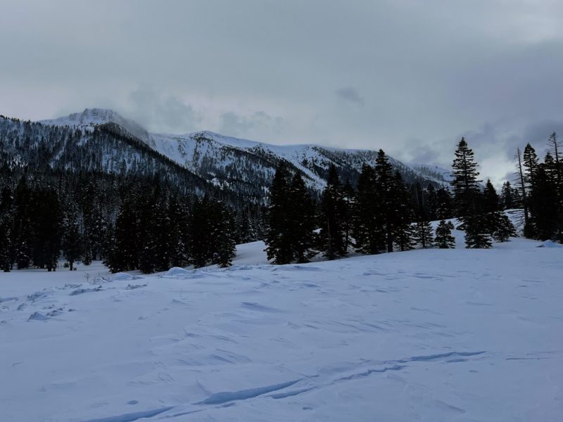 Blowing snow at treeline on the Sherwin ridge.