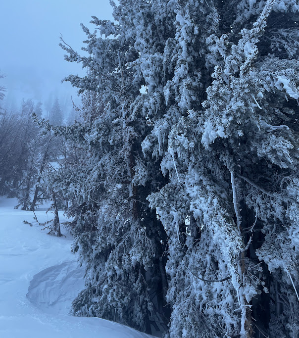 Freezing fog deposited ice and rime on trees.