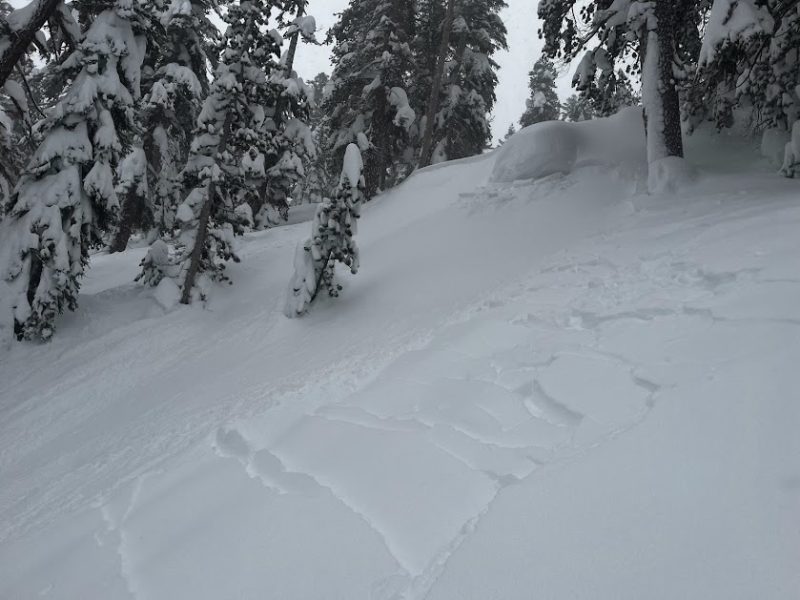 Small natural storm slab avalanche below treeline. 20230114