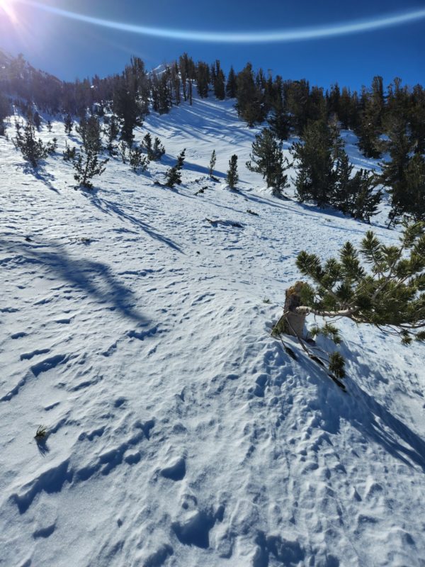 Avalanche debris from an early January storm snapped trees. North aspect of Jawbone Canyon