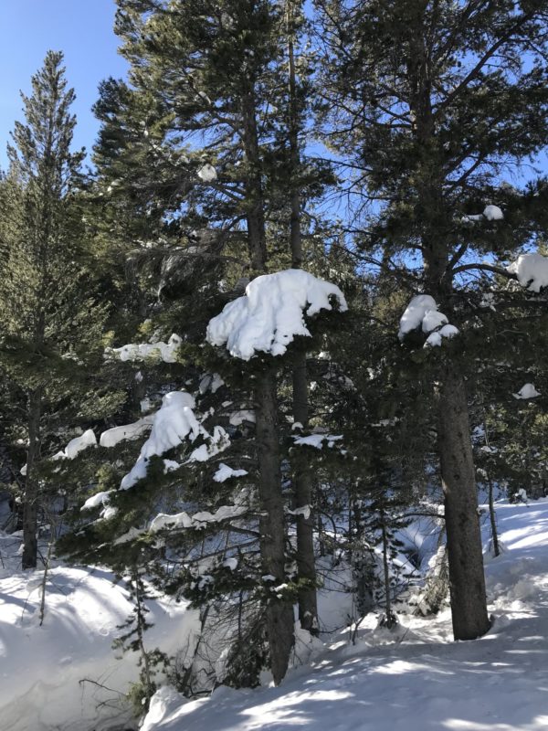 Large blocks of snow like this fall out of the trees.