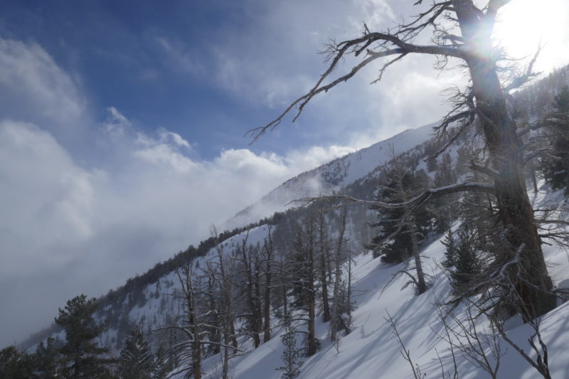 Calm winds and nice, heavy powder in the trees with clouds ripping along the ridges above.