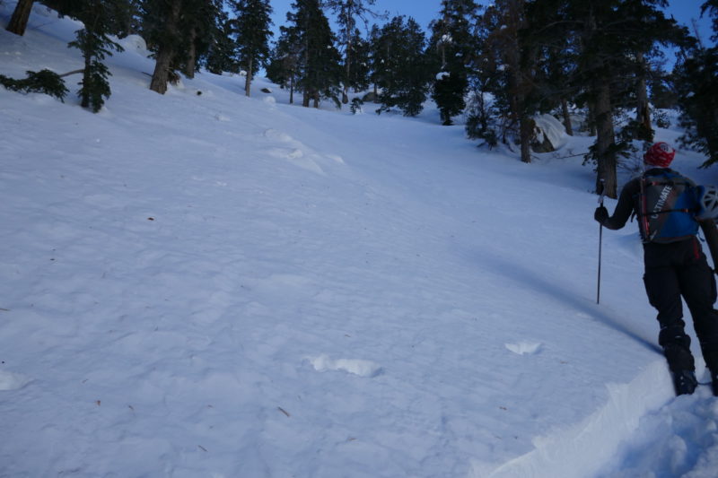 Treed slopes in Tuttle creek. We ascended this, but couldn't help and think how much fun this would have been to ski. It was steep, and held mostly great powder with a few wind crusts here and there. Descending Tuttle creek was similar to this slope. Very fun!