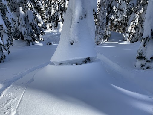 Settlement cones around trees