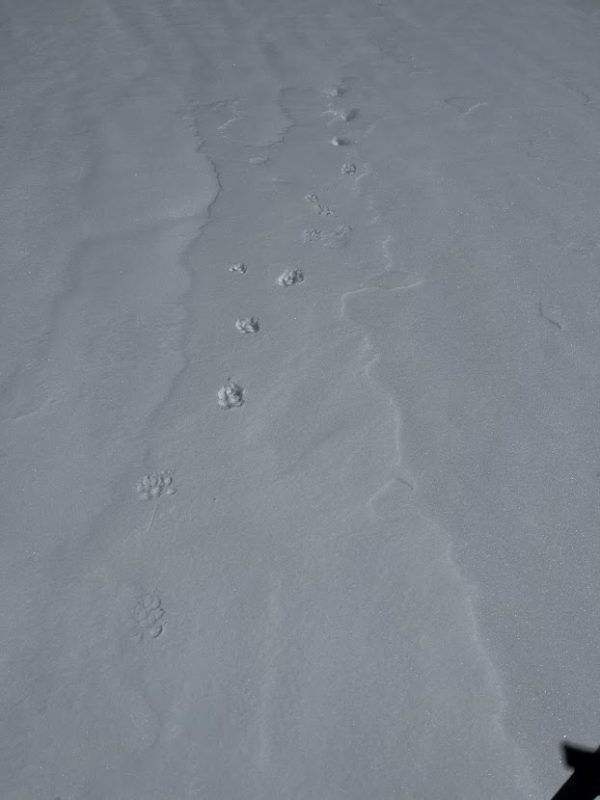 Supportability of MFcr on solar slopes depends on rider weight. The Coyote ahead of us was able to move quickly on mostly supportable snow. We broke through.