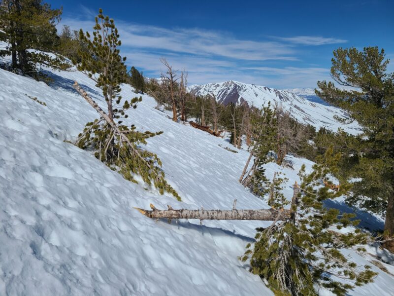 broken trees from old avy in non-obvious spot on Red Mtn